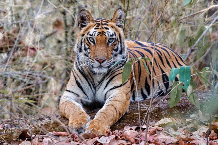 Bandhavgarh National Park