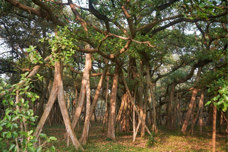 Botanical Gardens Kolkata