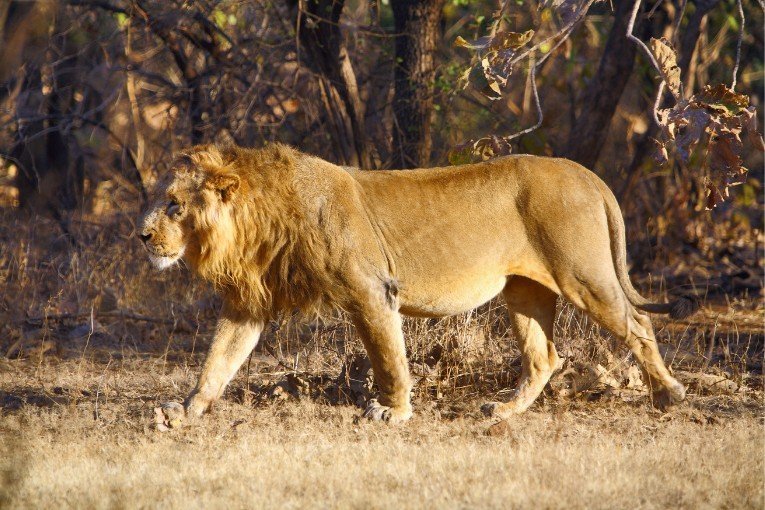 Gir National Park