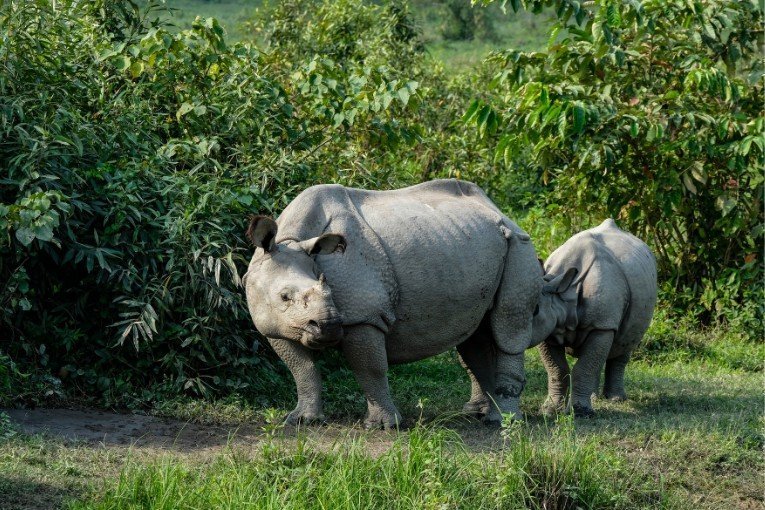 Kaziranga National Park