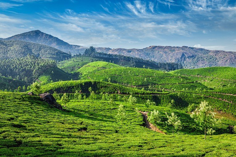 Munnar Tea Plantations