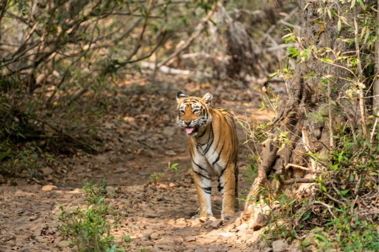 Ranthambore National Park