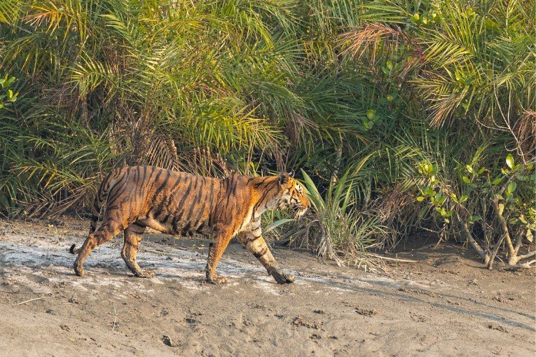 Sundarbans National Park