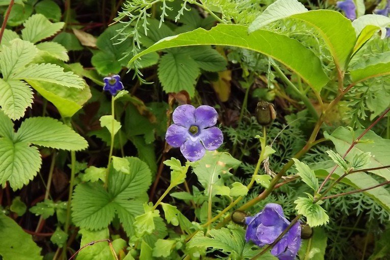 Valley of Flowers National Park