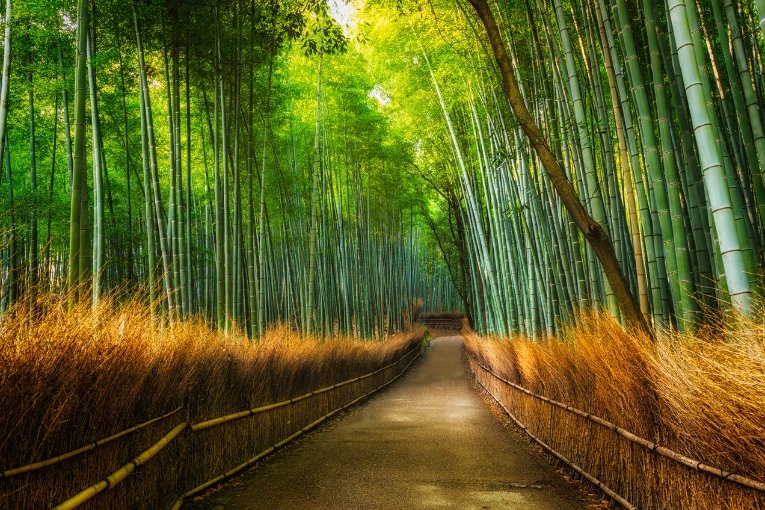 Arashiyama Bamboo Grove