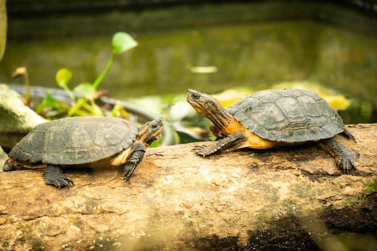 Cuc Phuong National Park