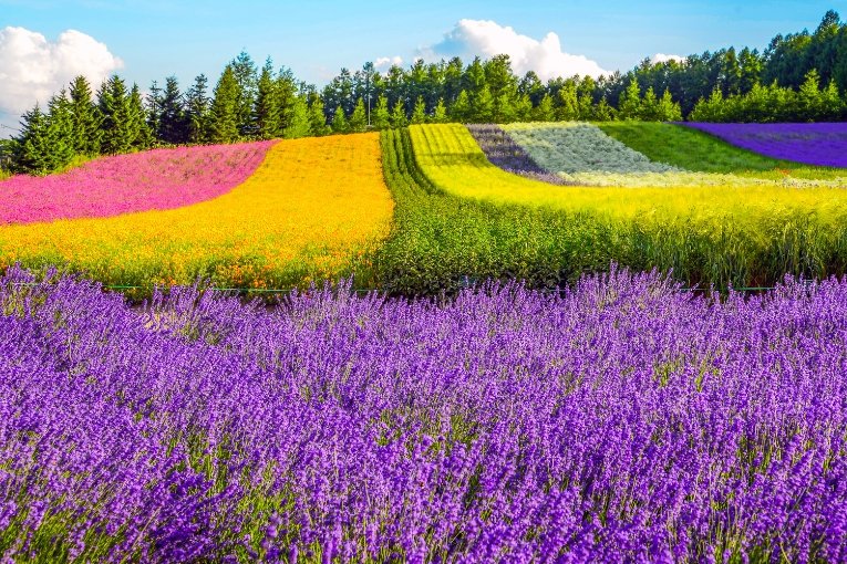 Furano Flower Fields