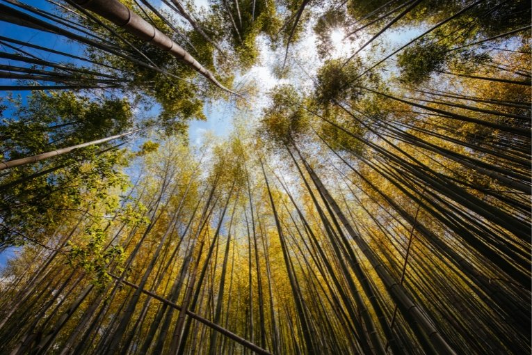 Fushimi Inari Shrine's Bamboo Forest