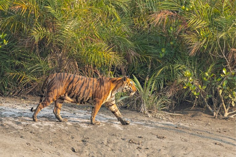 Islands of Sundarbans