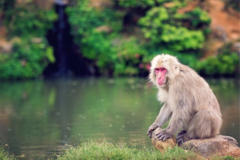 Iwatayama Monkey Park