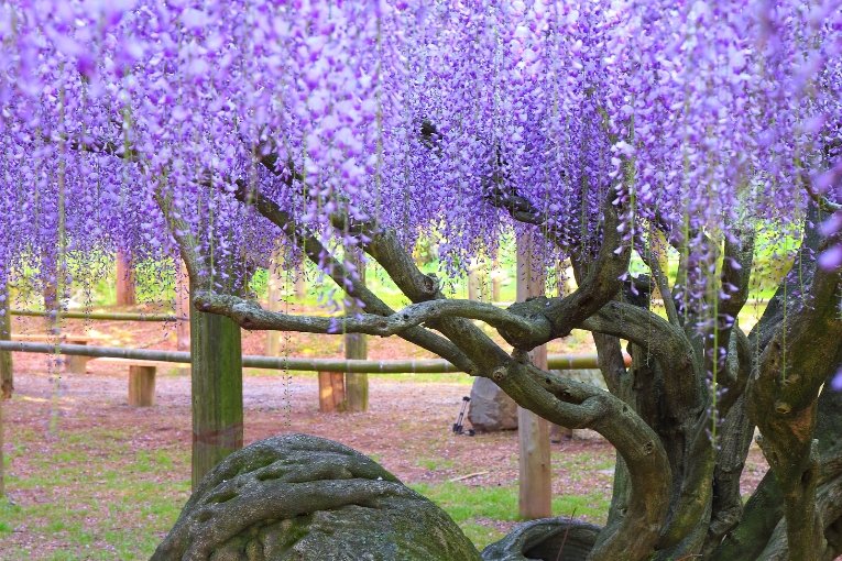 Kawachi Fujien Wisteria Garden