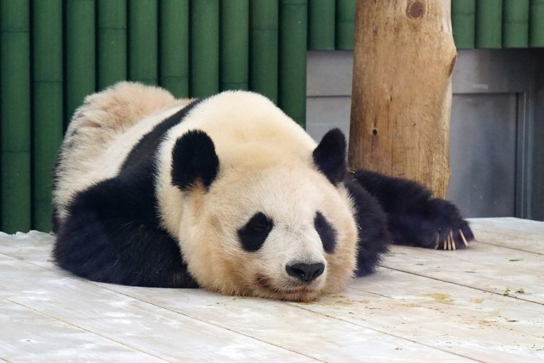 Kobe Oji Zoo