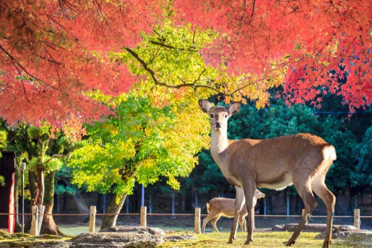 Nara, Japan