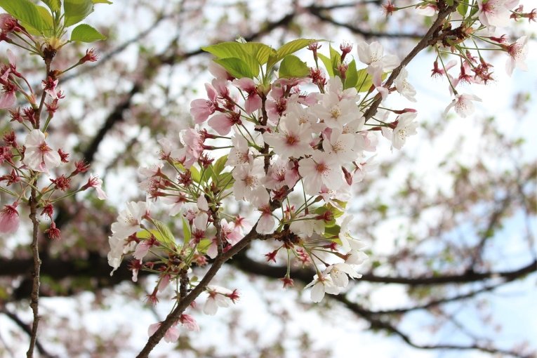 Nishi Park Fukuoka