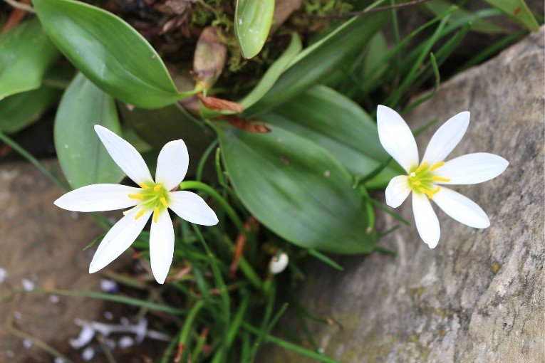 Sapa Orchid Garden