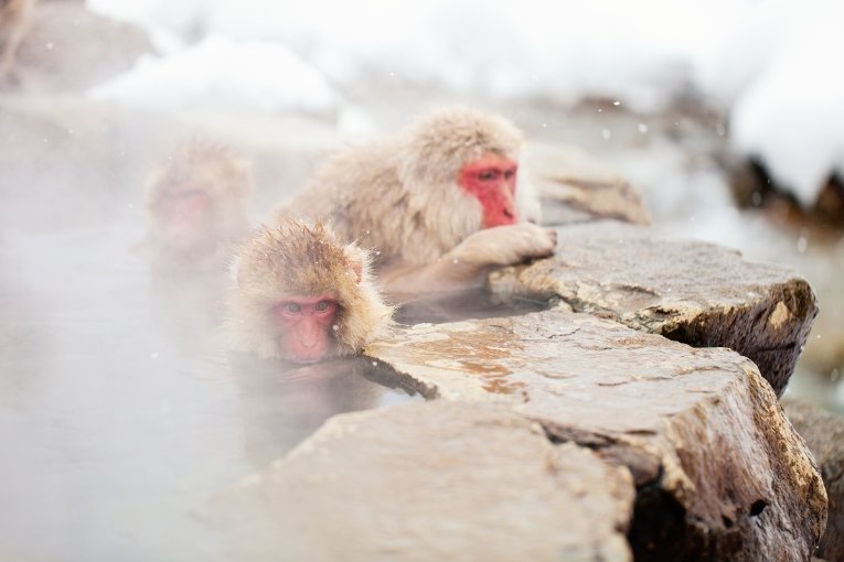 Snow Monkeys in Nagano, Japan