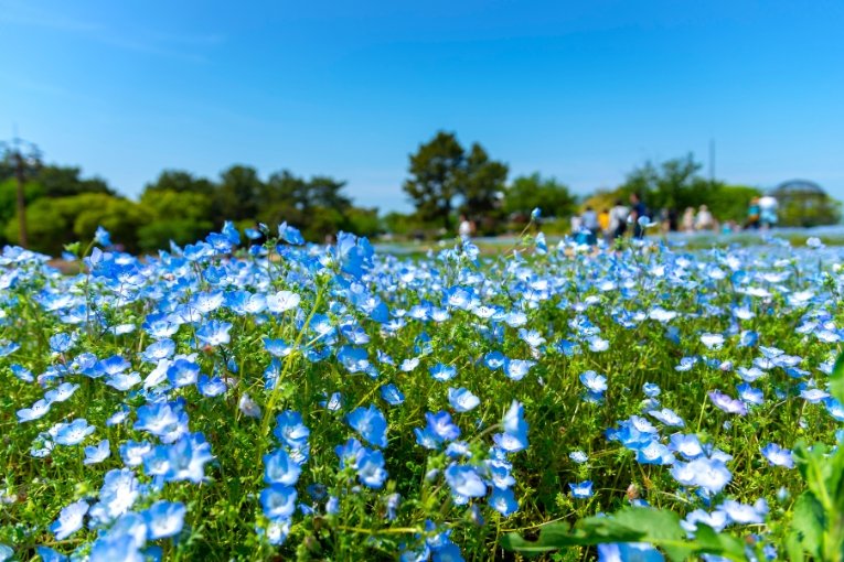 Uminonakamichi Seaside Park