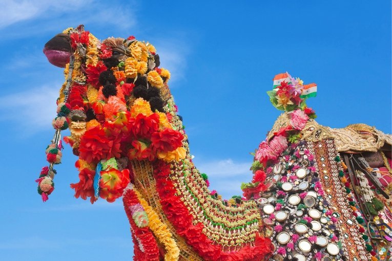 Bikaner Camel Festival