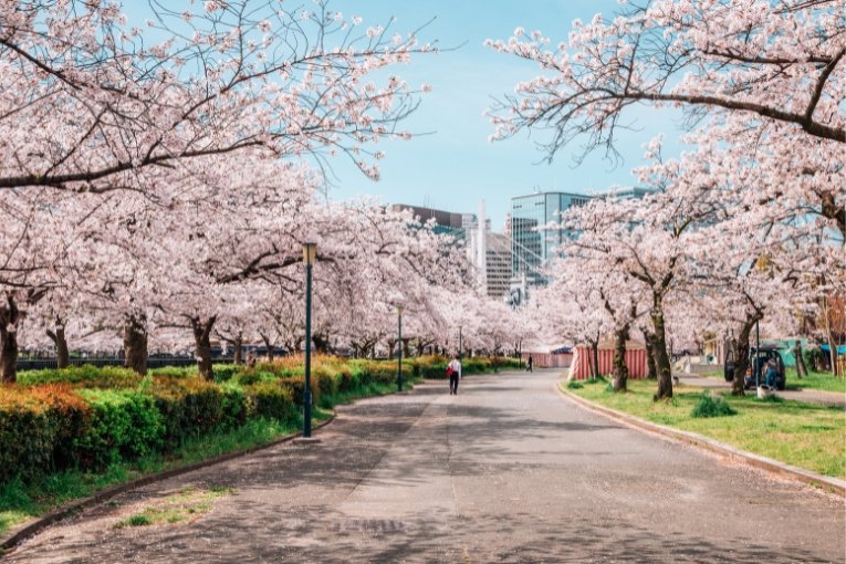 Kema Sakuranomiya Park