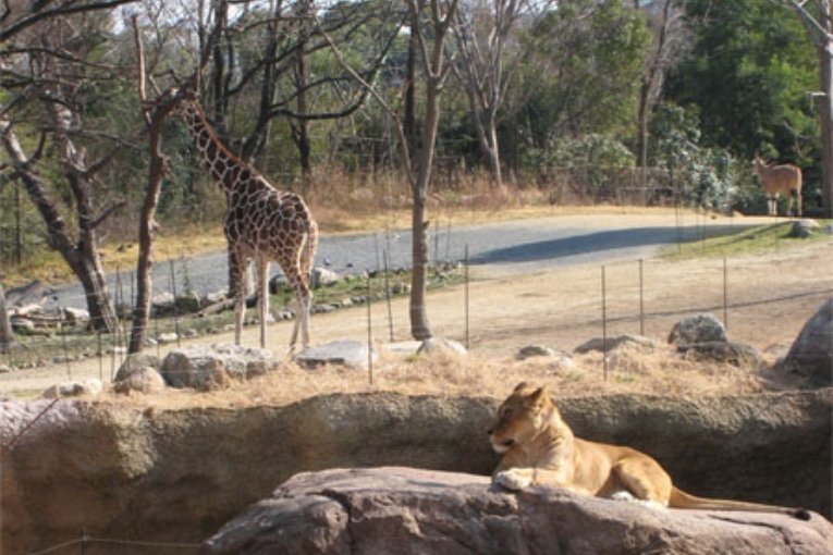 Tennoji Zoo