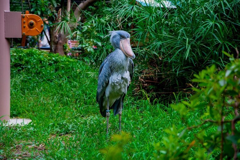 Ueno Park and Zoo