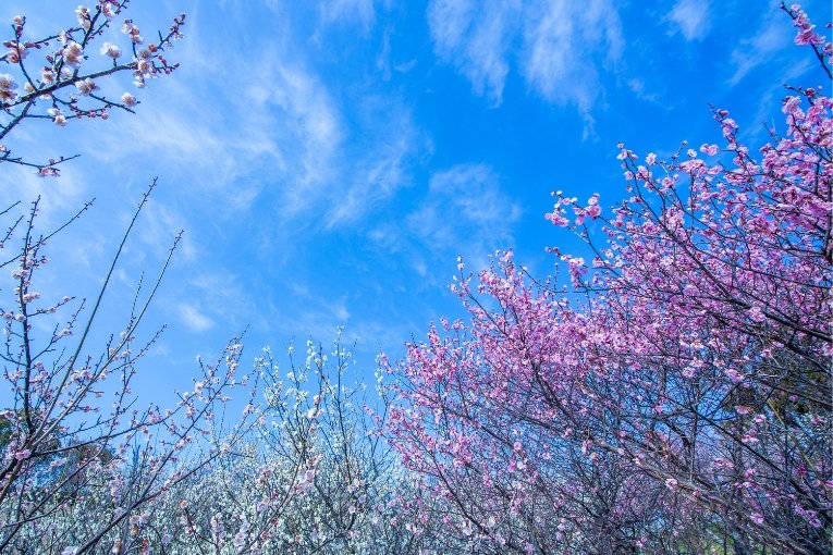 Experience Plum Blossoms