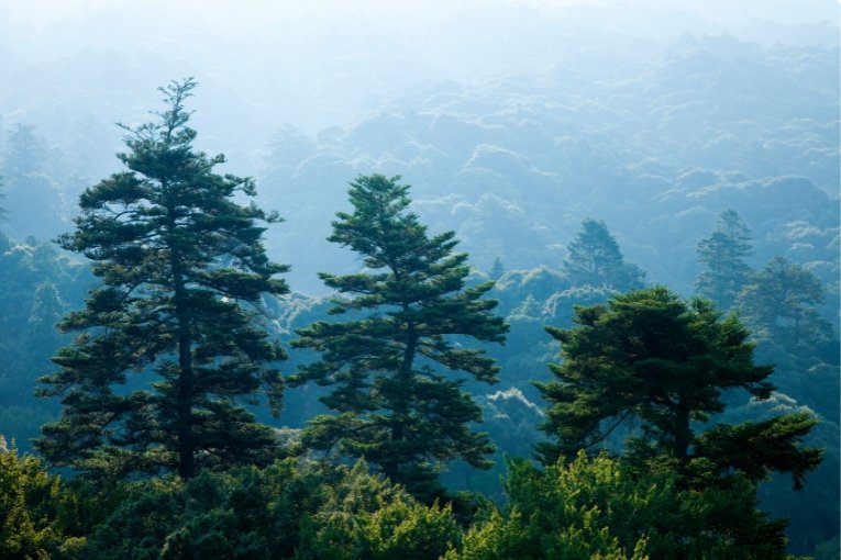 Kasugayama Primeval Forest