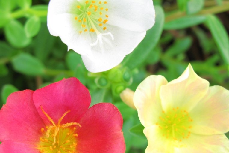 Nagasaki Prefectural Botanical Garden