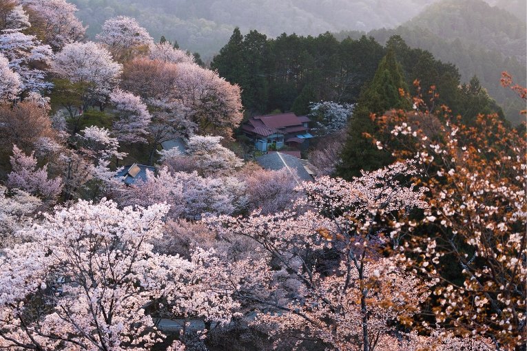 Yoshino Mountain