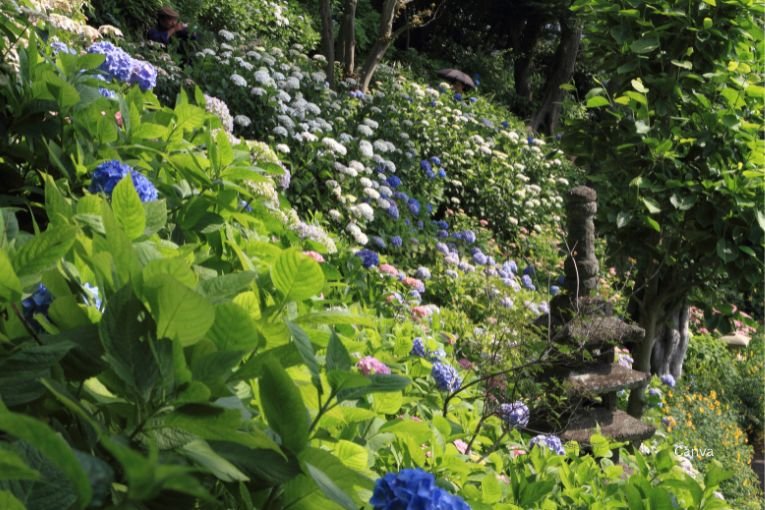 Kamakura Hase Temple Garden