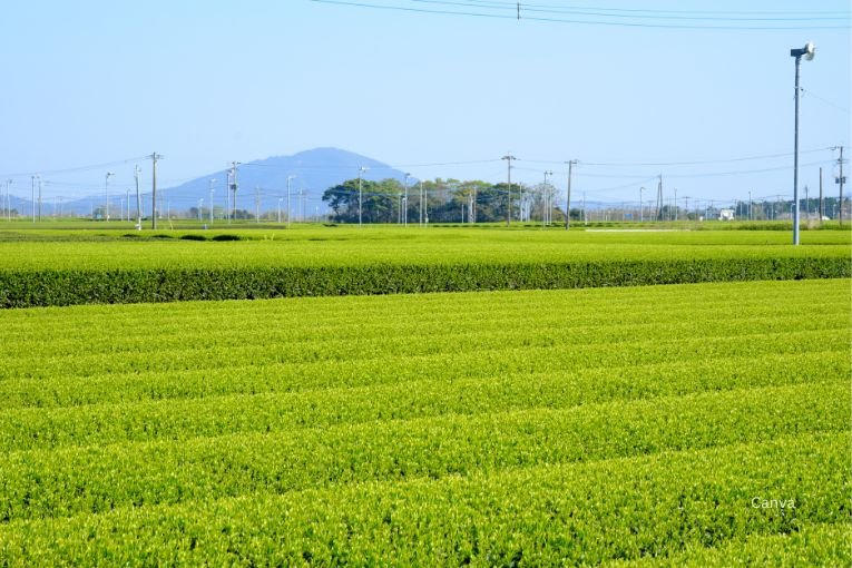 Chiran Tea Fields