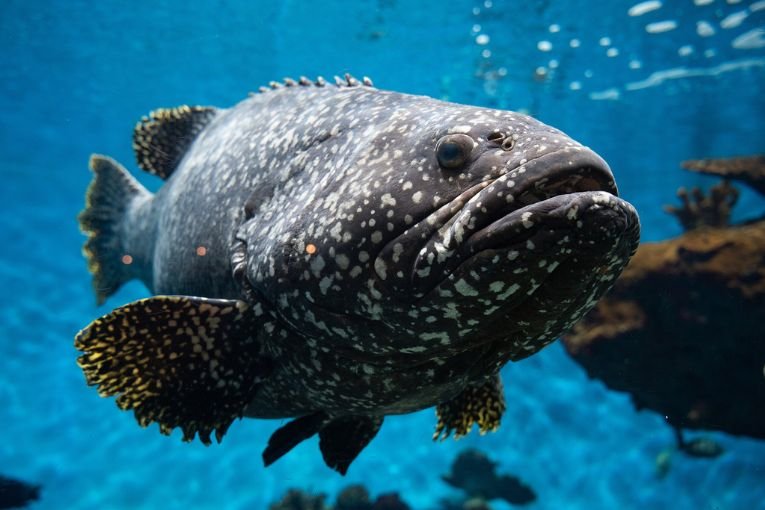 Kagoshima City Aquarium