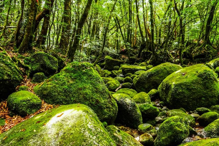 Yakushima Island